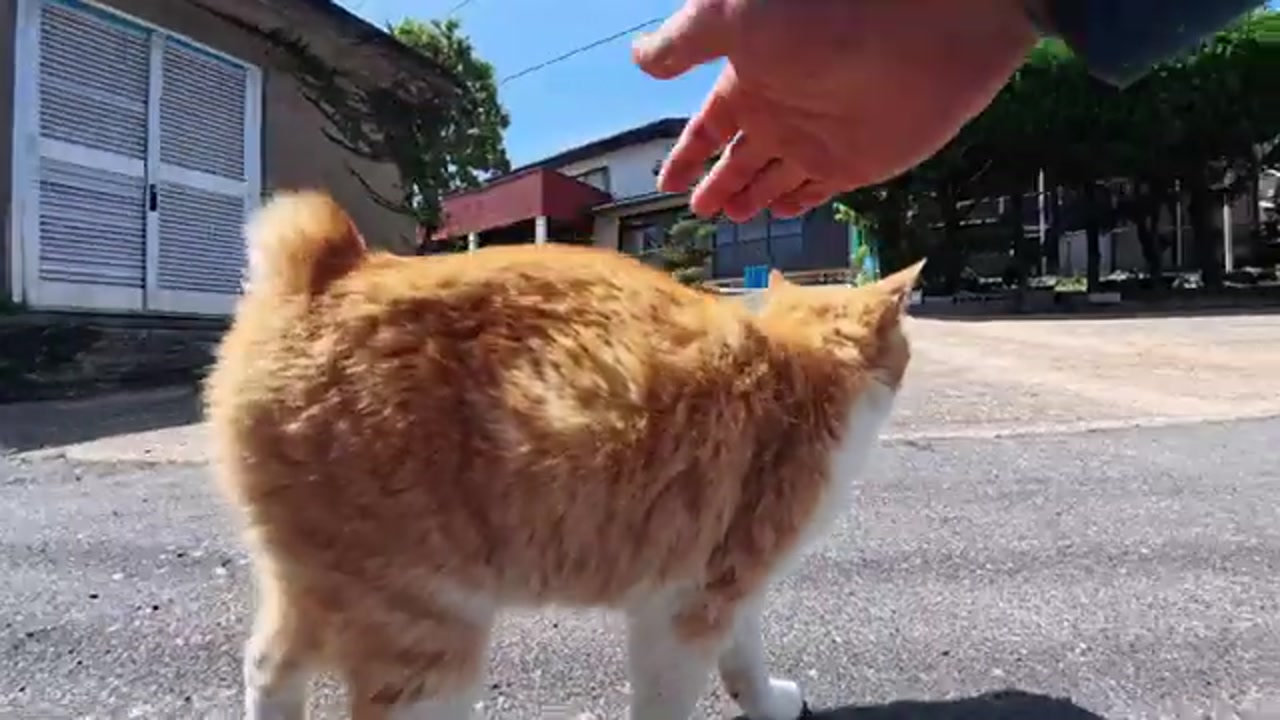 のら猫の姿