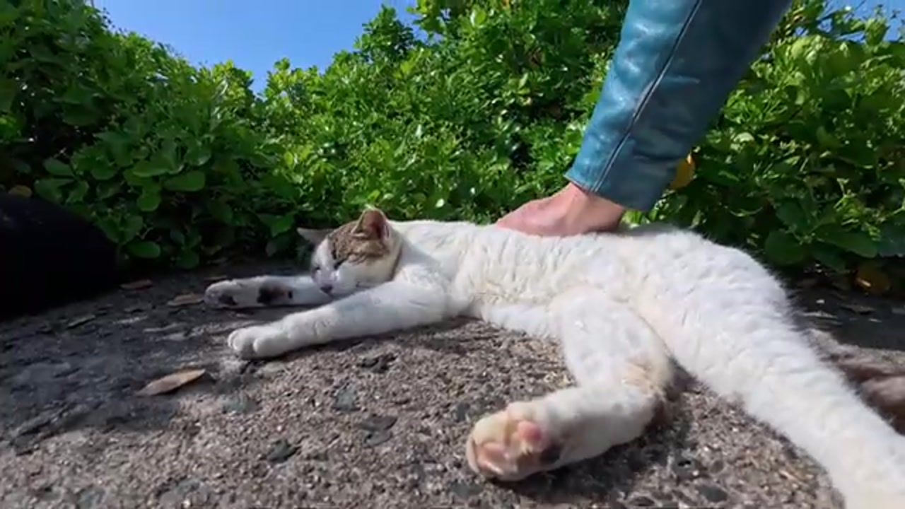 防波堤に並ぶのら猫