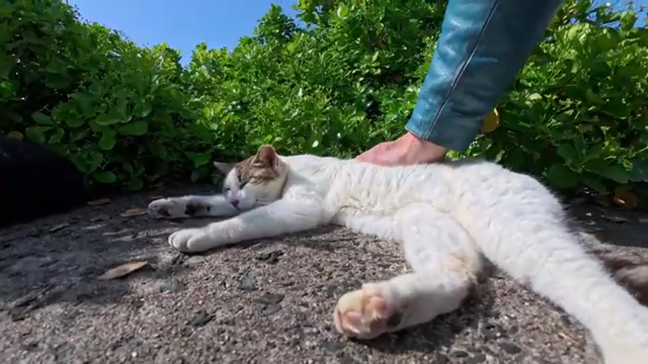 寄り添って眠るのら猫