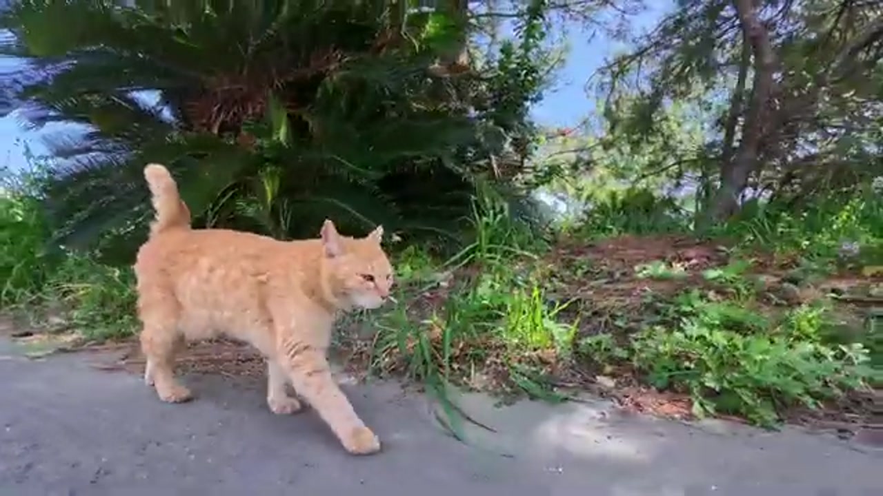漁港の道を歩くのら猫