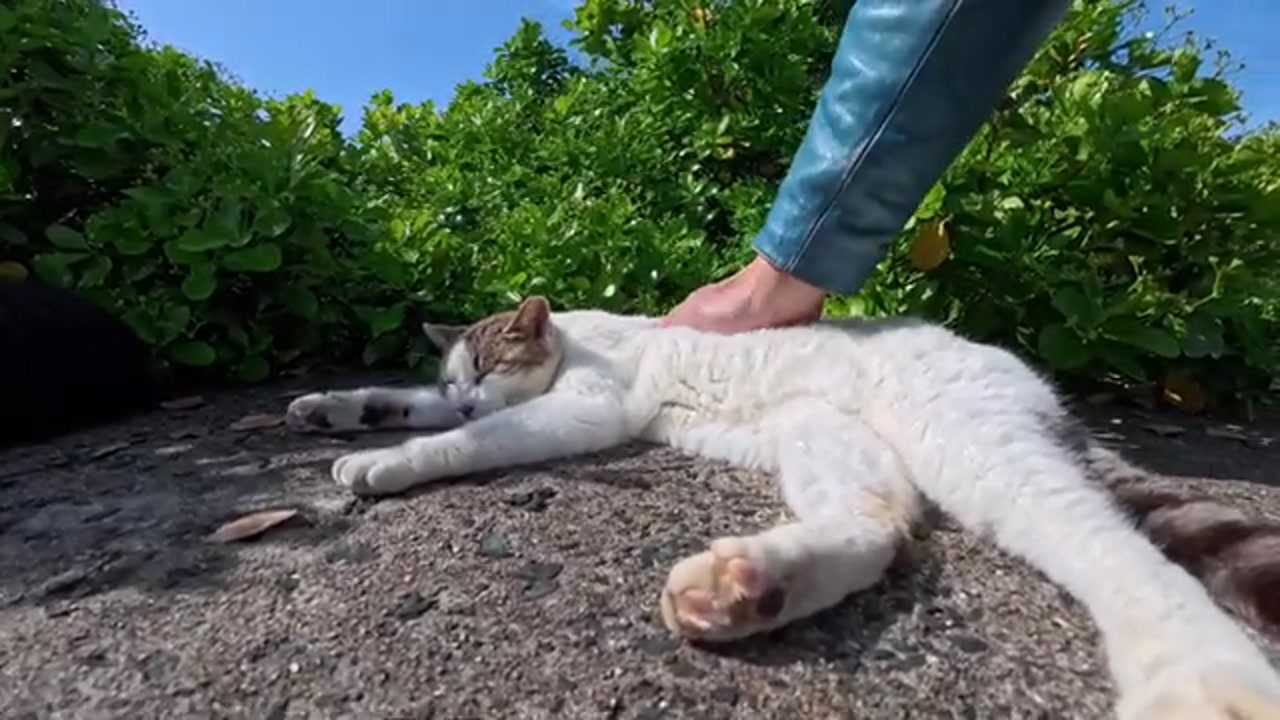 のら猫たちの穏やかな時間