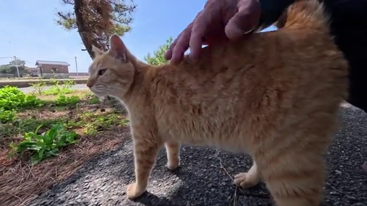 海辺で寛ぐ茶トラのら猫