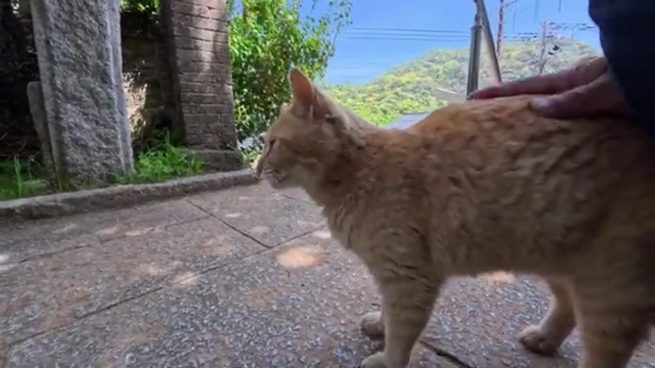 神社の境内にたたずむのら猫