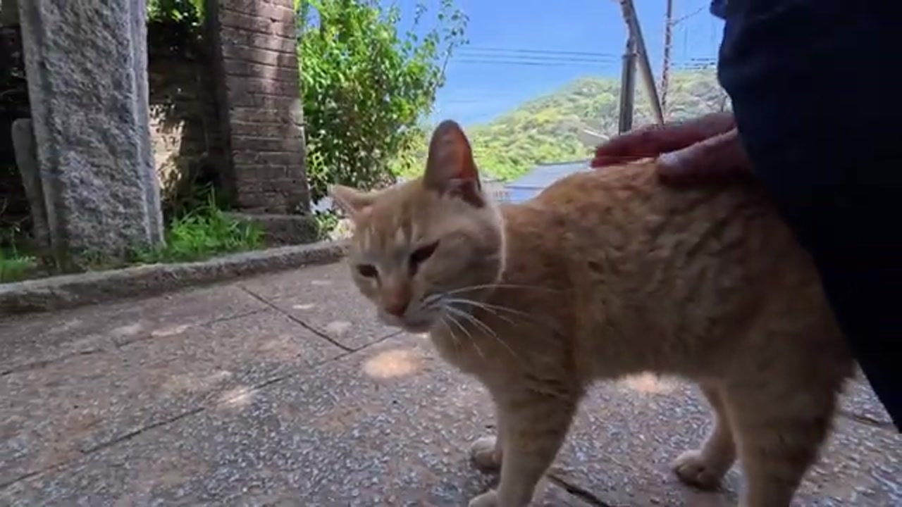 神社で出会ったのら猫