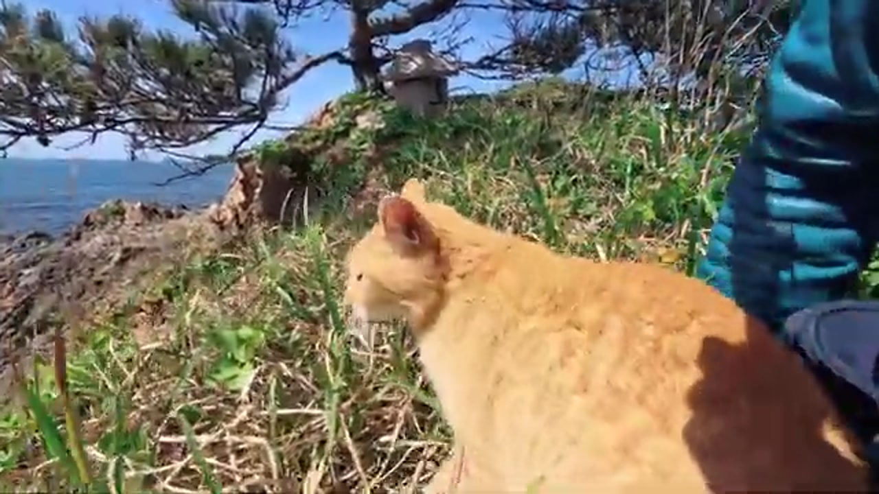 のら猫の姿