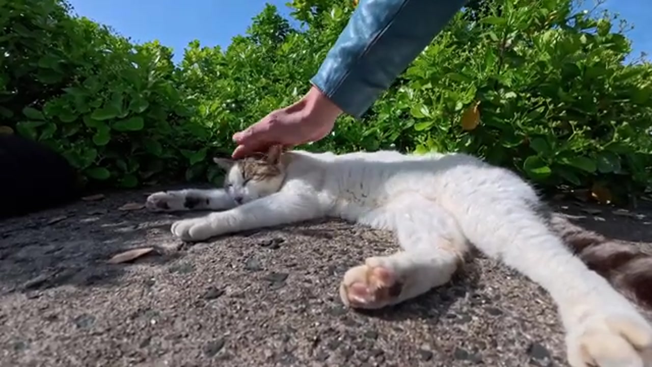 防波堤で眠るのら猫