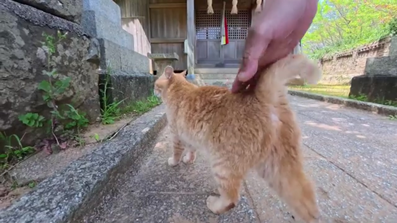 神社の参道で休むのら猫
