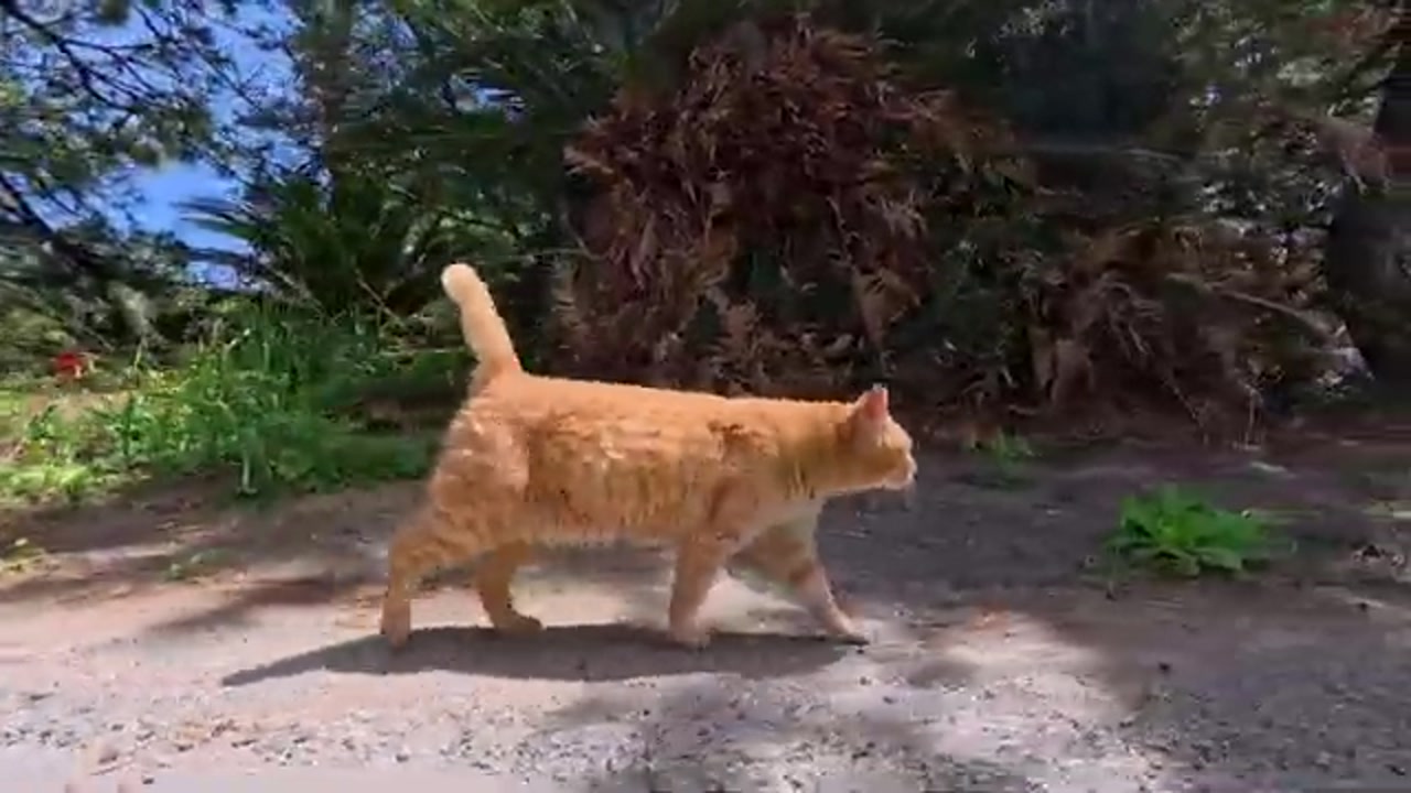 船の近くを歩くのら猫
