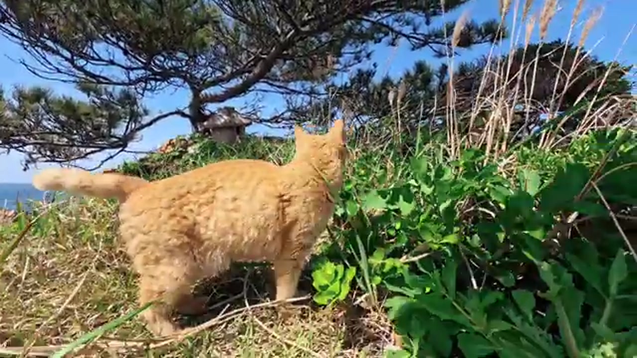 のら猫の姿