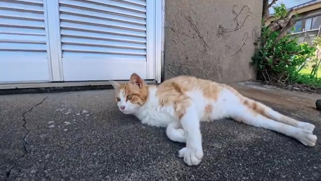 のら猫の姿