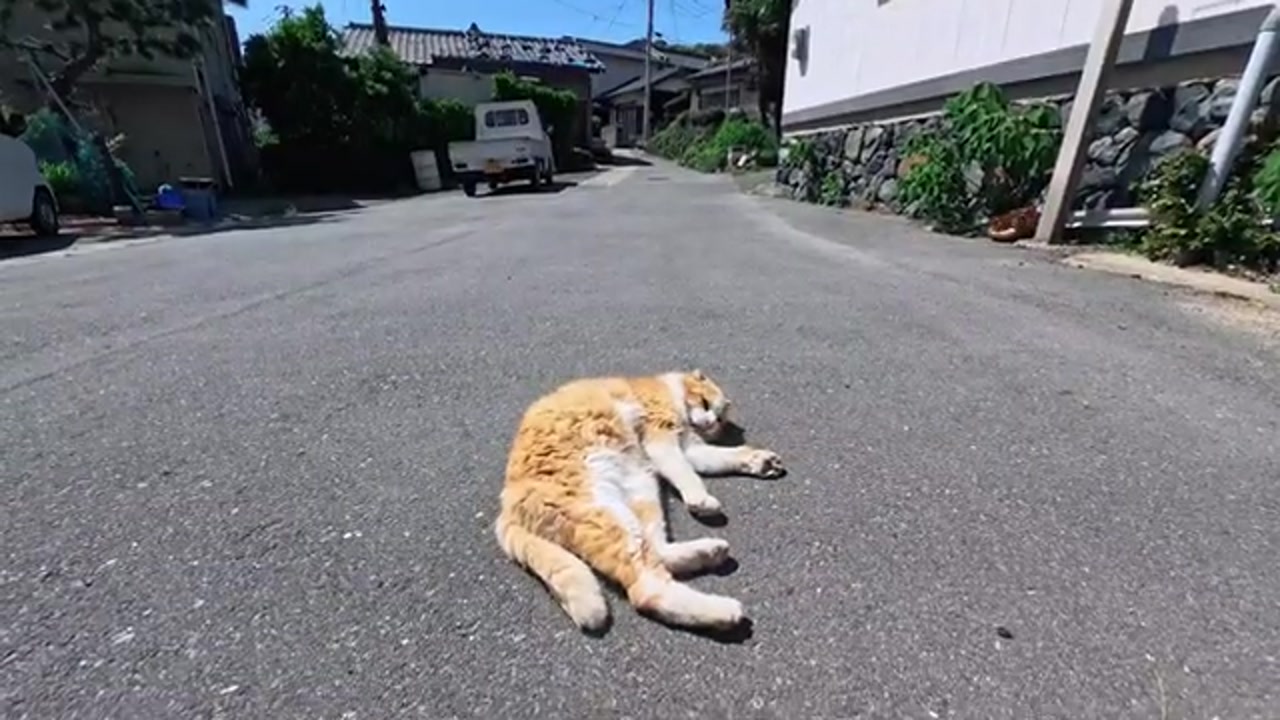 のら猫の姿