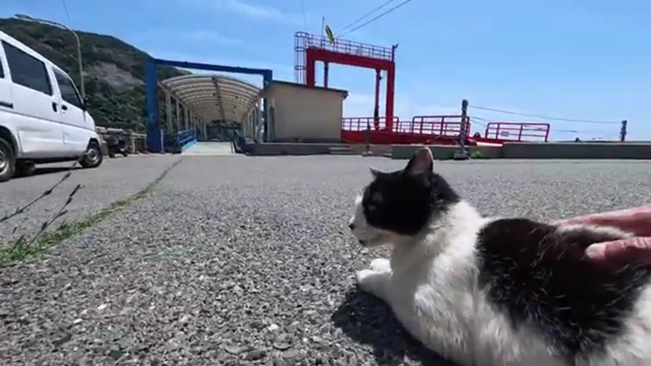 のら猫の姿
