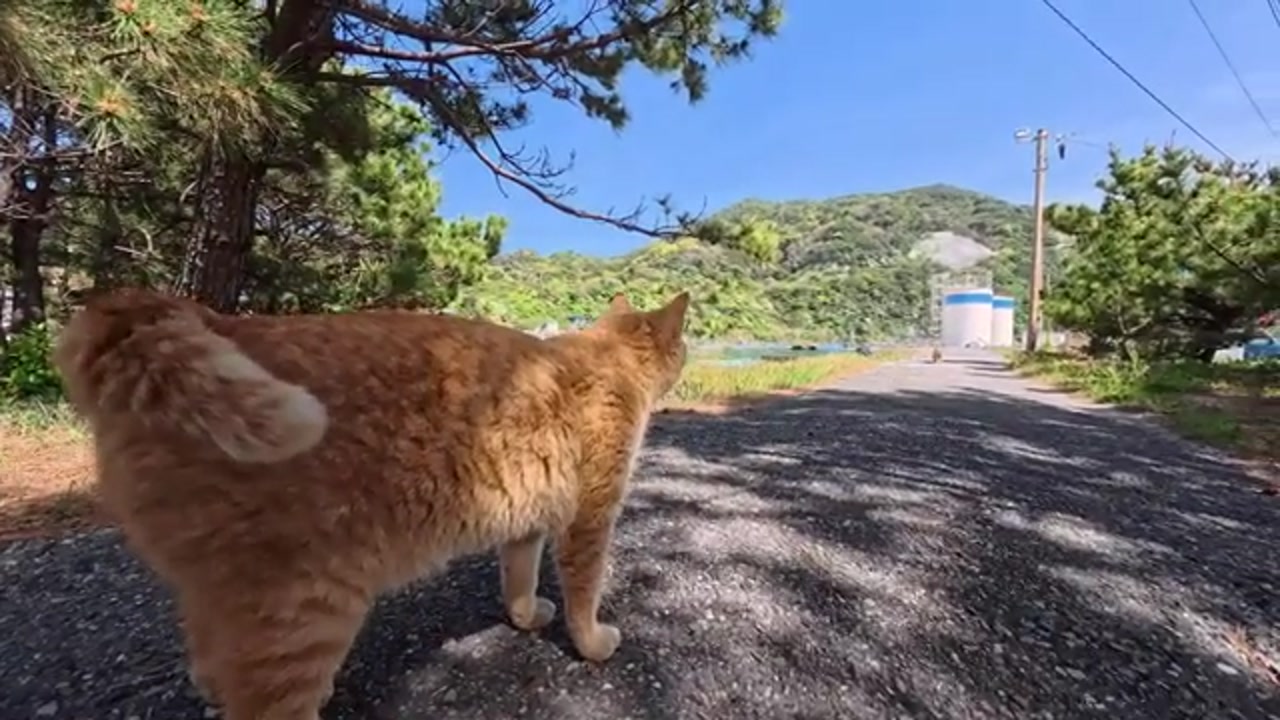 海辺の道に佇む茶トラ猫