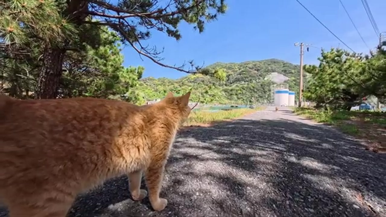 海辺の風景と茶トラ猫