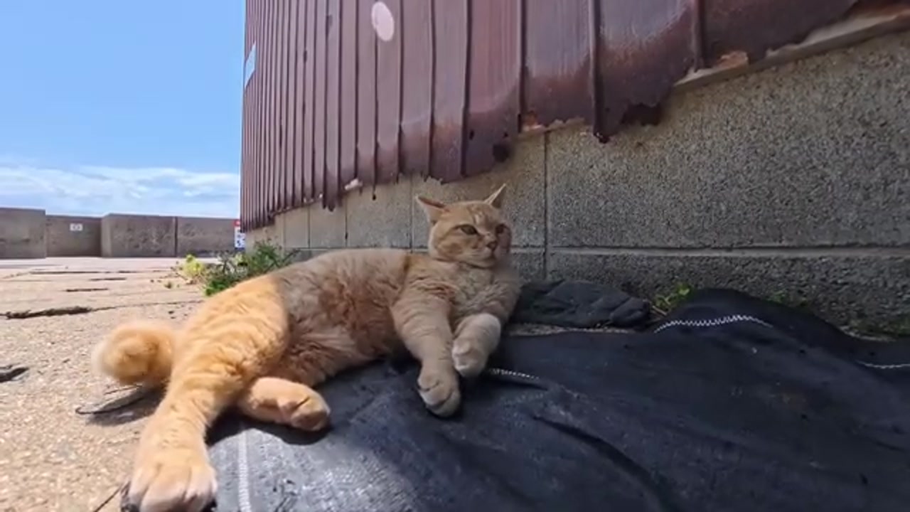 のら猫の姿