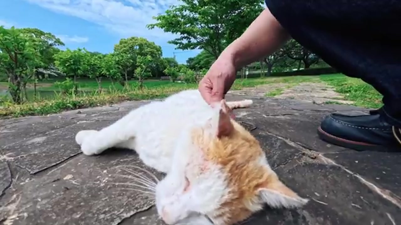 のら猫の姿