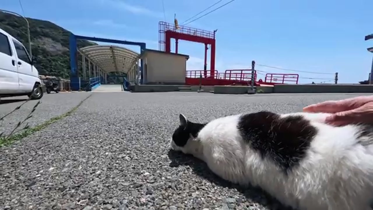 のら猫の姿