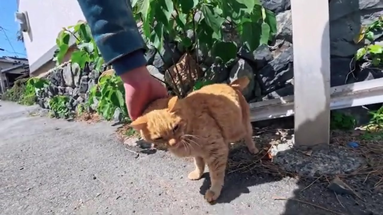 のら猫の姿