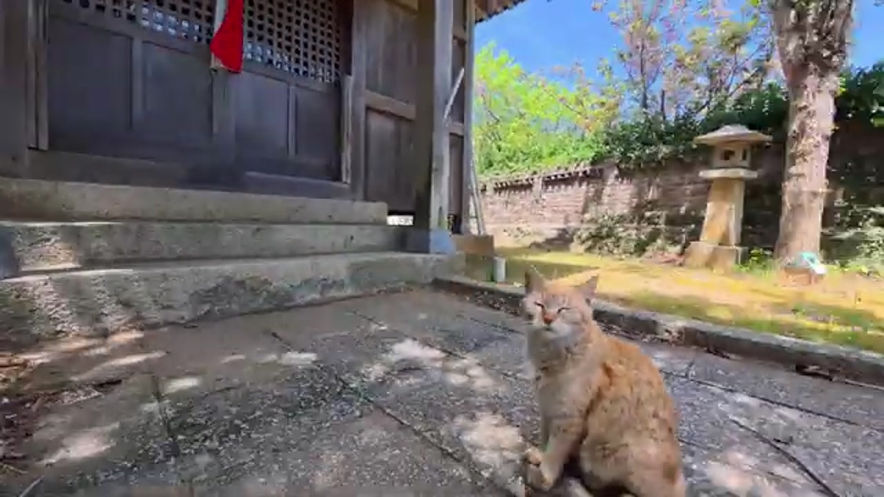 神社で甘えるのら猫