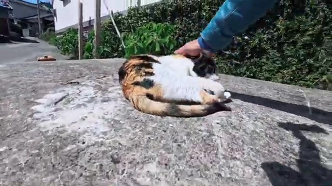 のら猫の姿