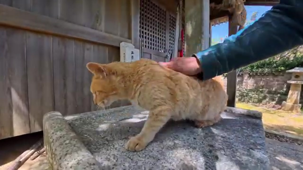 神社の日陰でくつろぐのら猫