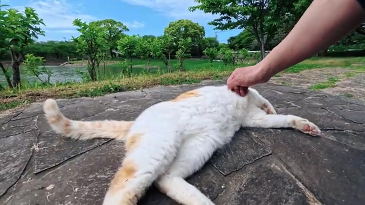 のら猫の姿