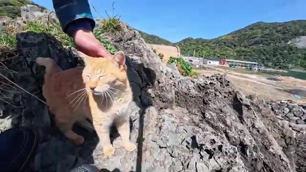のら猫の姿
