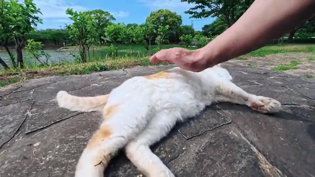 のら猫の姿