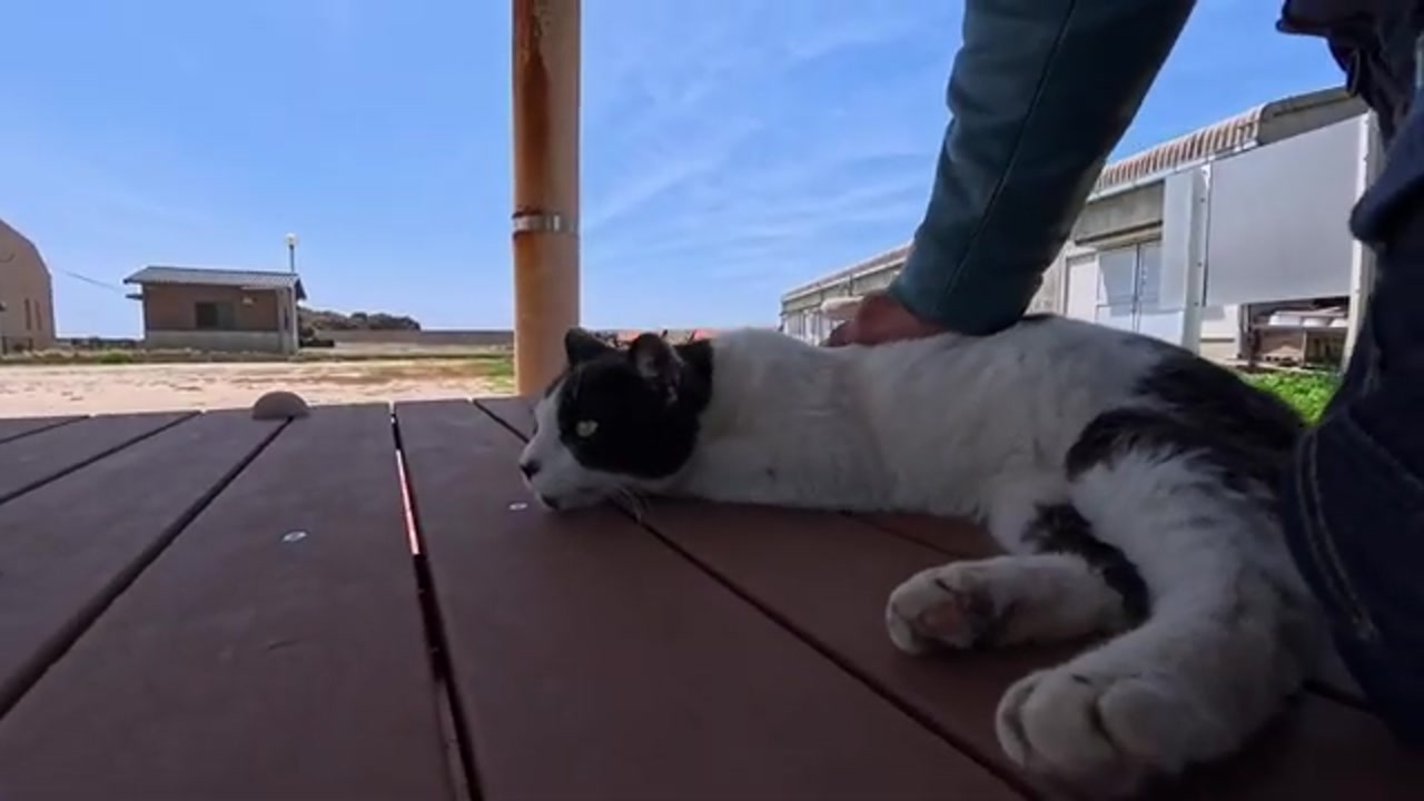 漁港でくつろぐのら猫