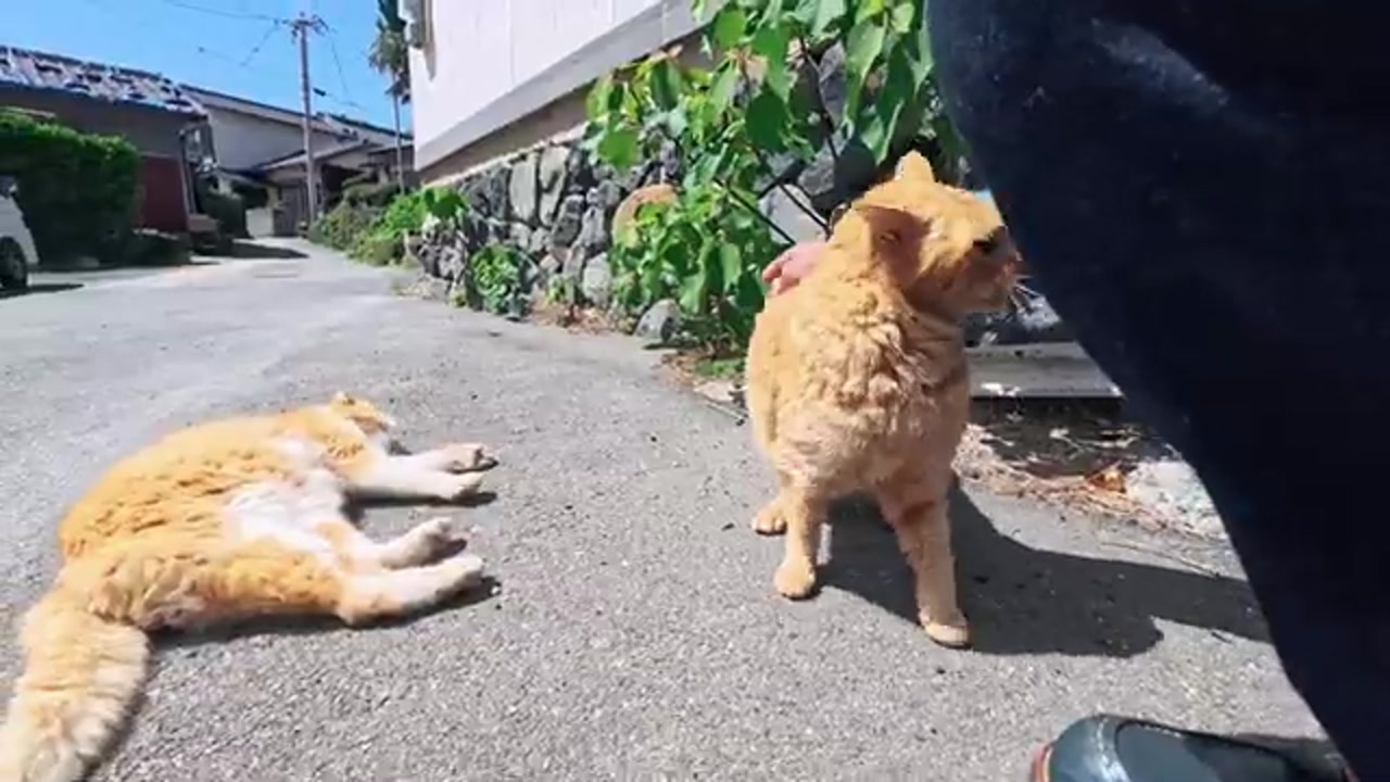 のら猫の姿