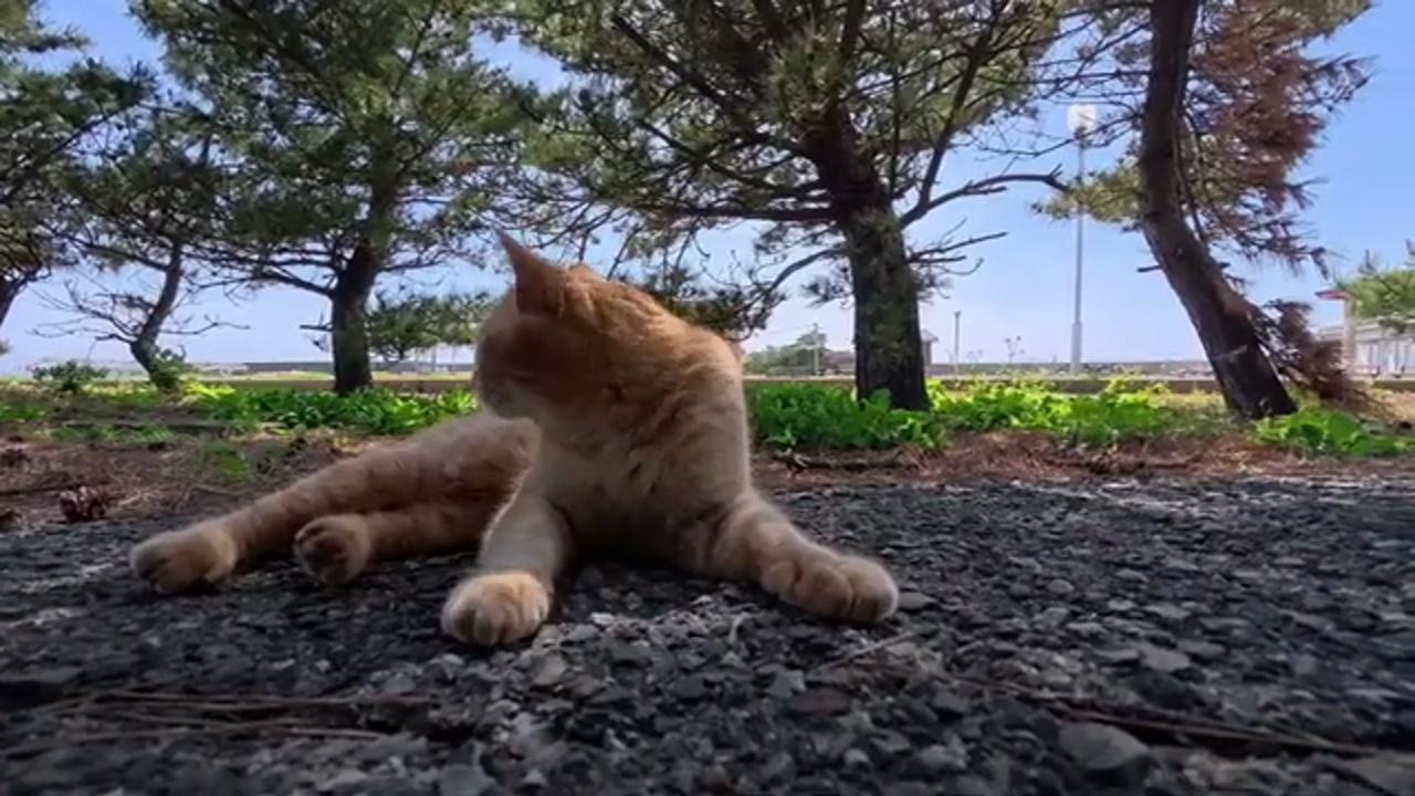 海辺で振り向く茶トラ猫