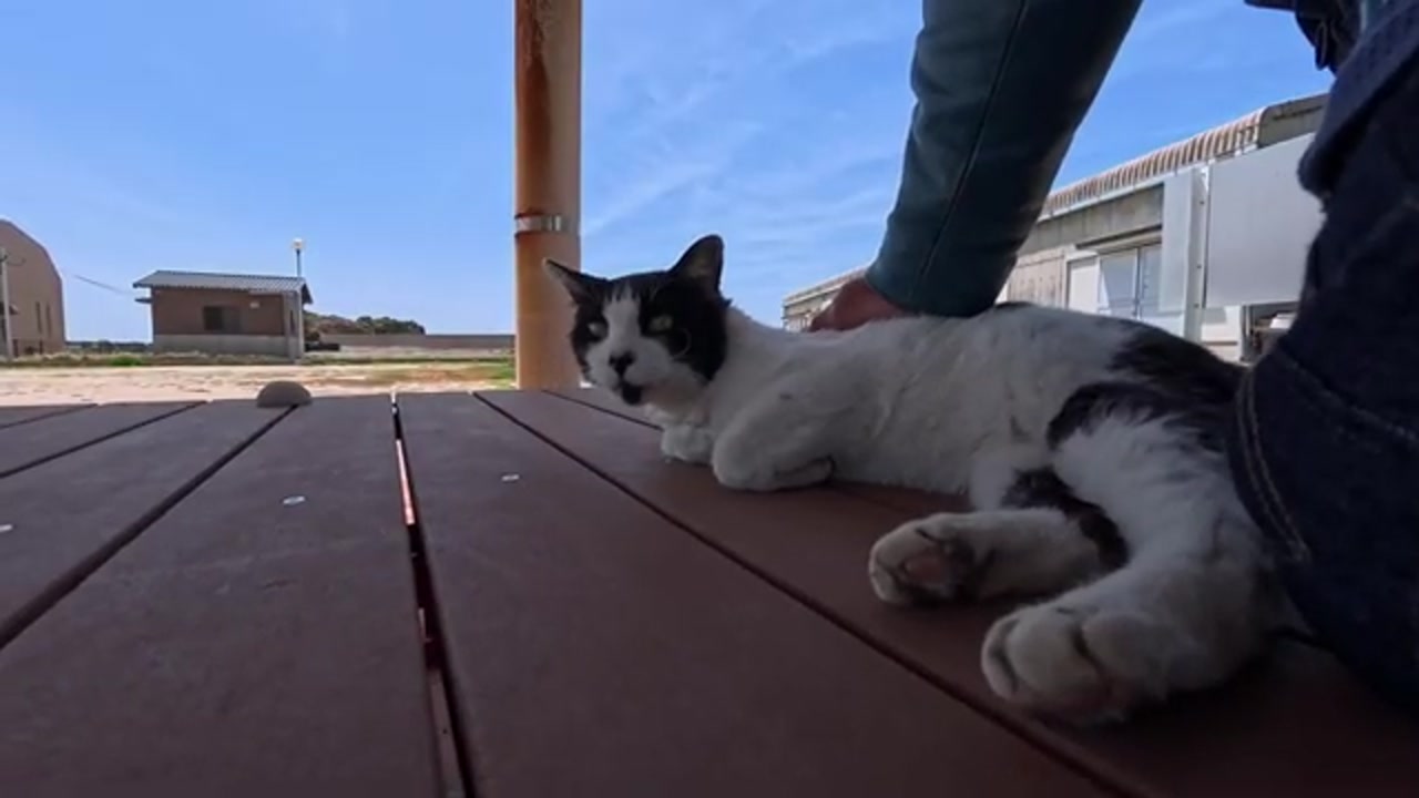 堤防を歩くのら猫
