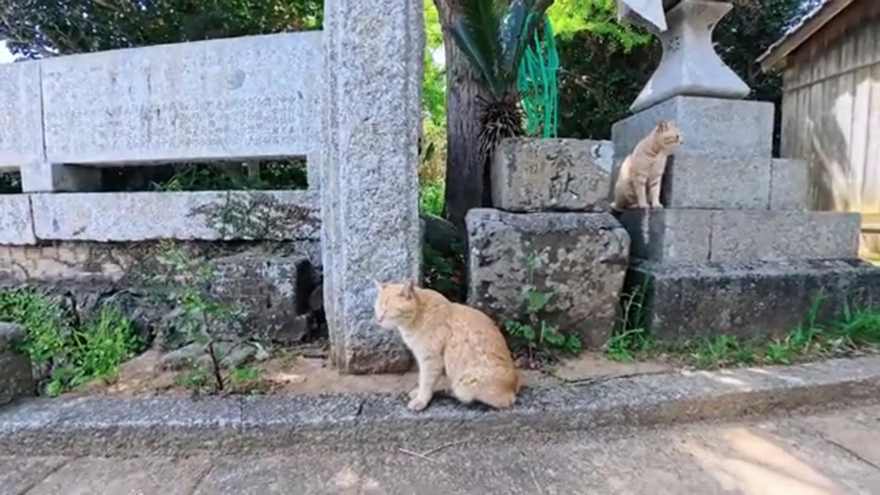 のら猫の姿