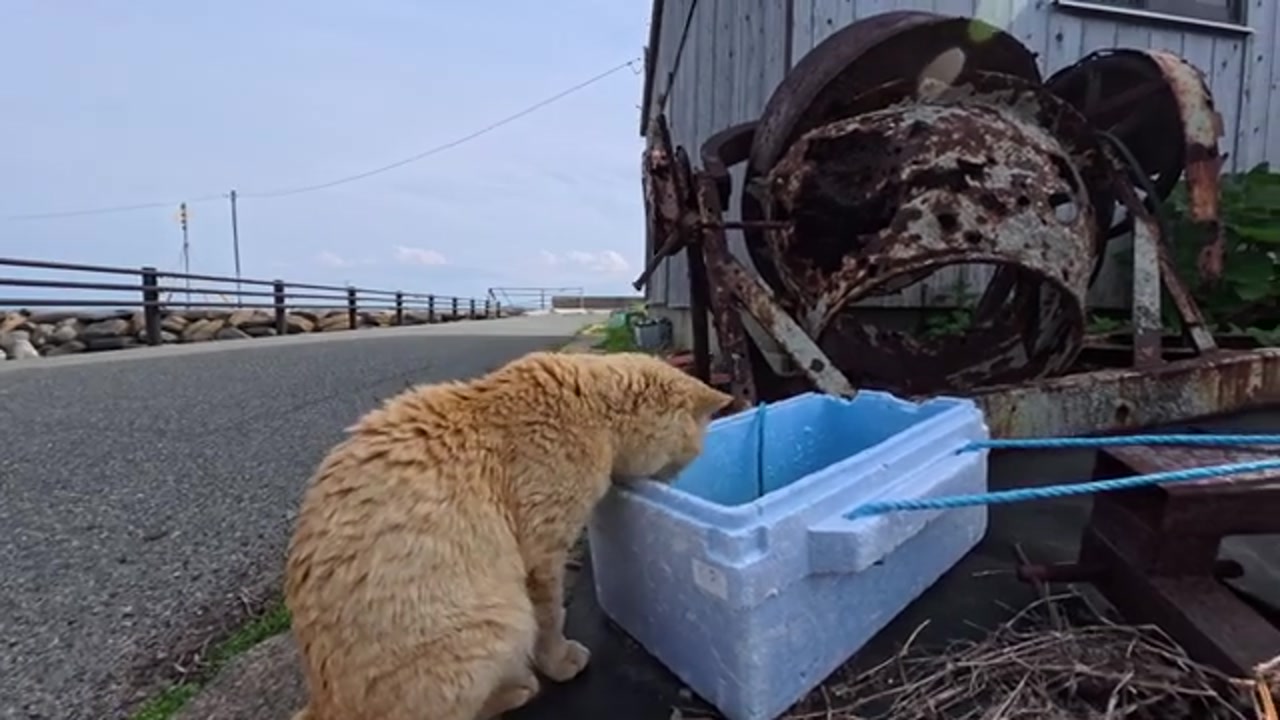 海辺の道で水を飲むのら猫