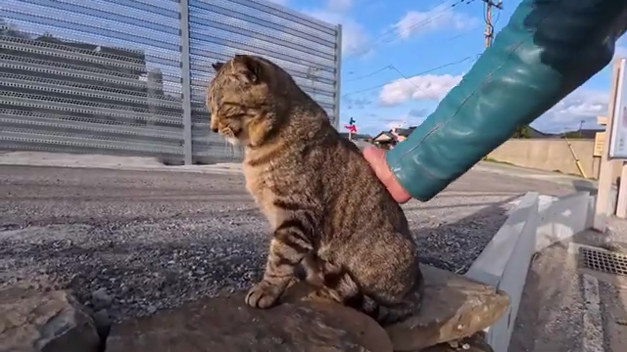 道路脇でこちらを見るのら猫