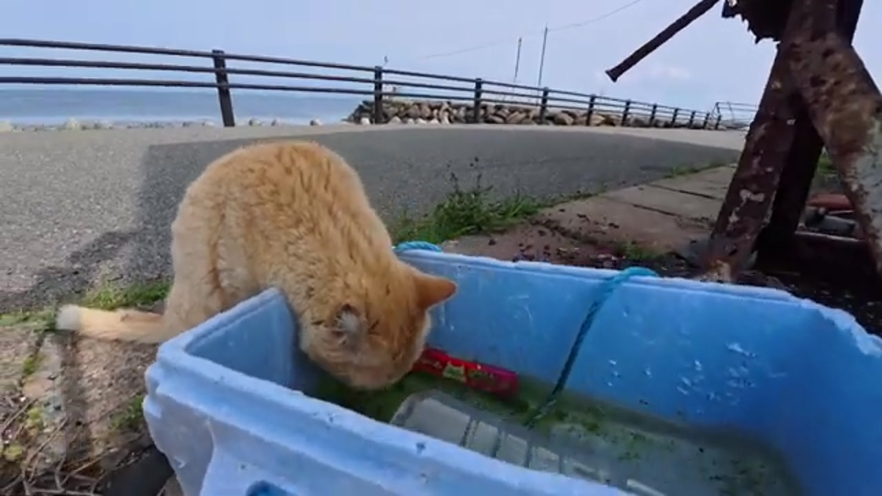 海辺で休むのら猫
