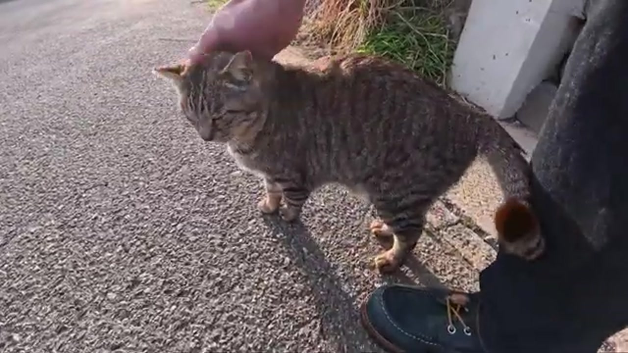 道路脇のら猫の表情