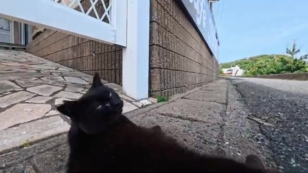 見上げる黒猫の表情