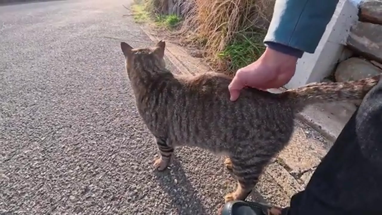 道路脇でくつろぐのら猫