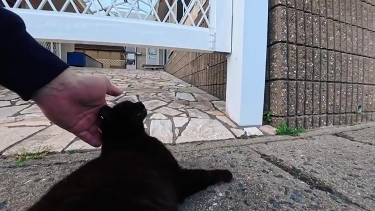 そっと近づく黒猫
