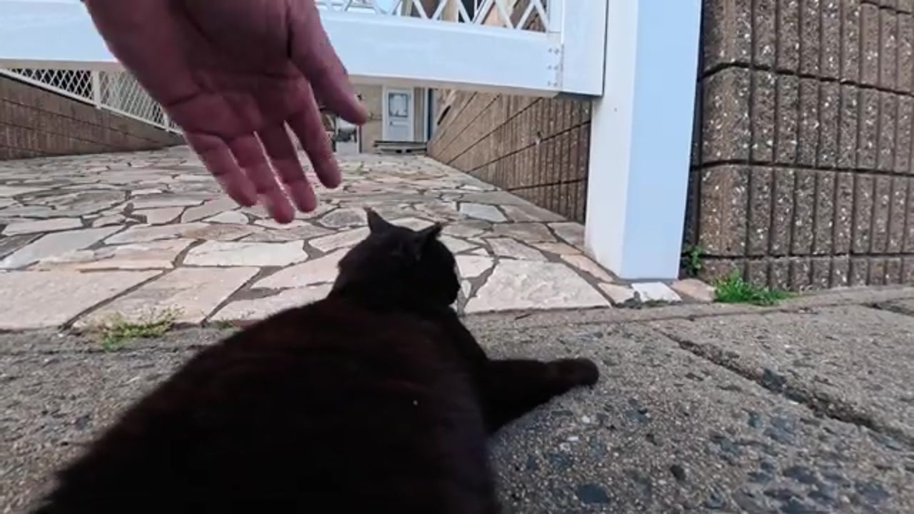 道路脇に佇む黒猫