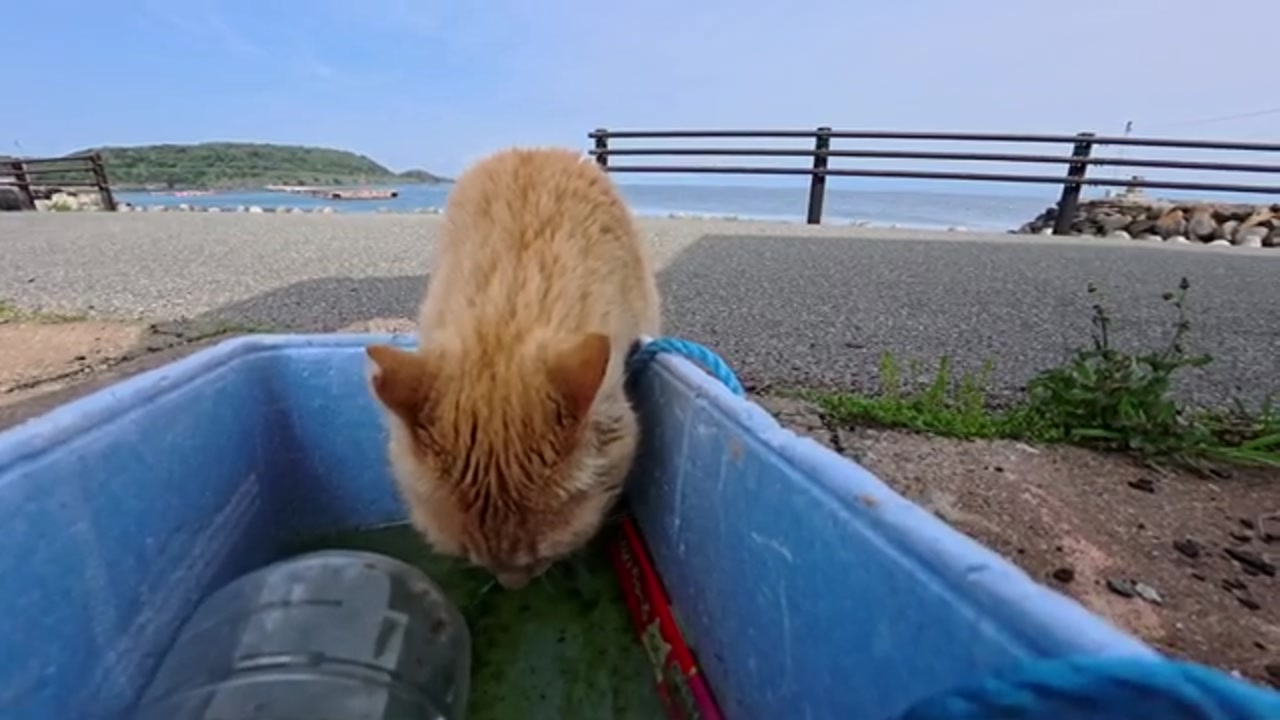 漁港のら猫の佇まい