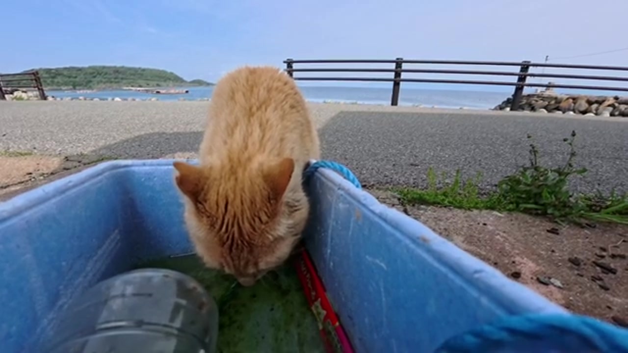 バケツの水を飲むのら猫