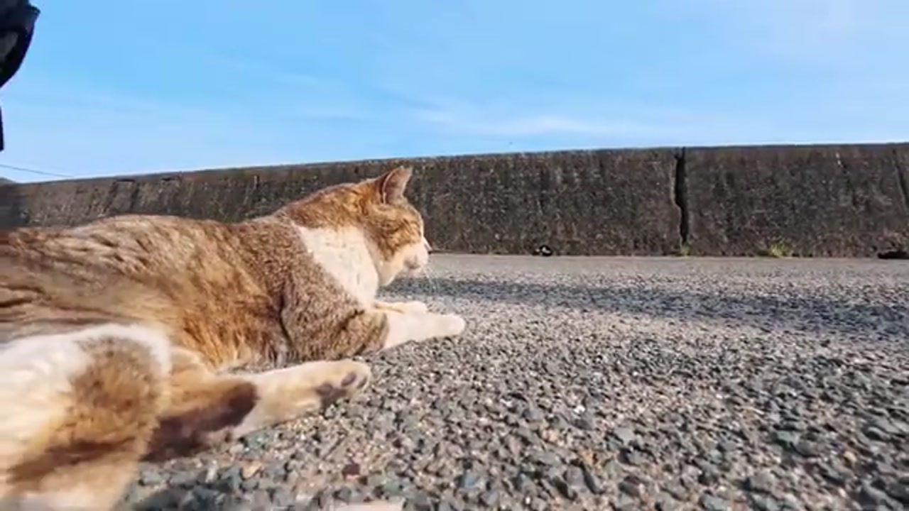 島で見守られるのら猫