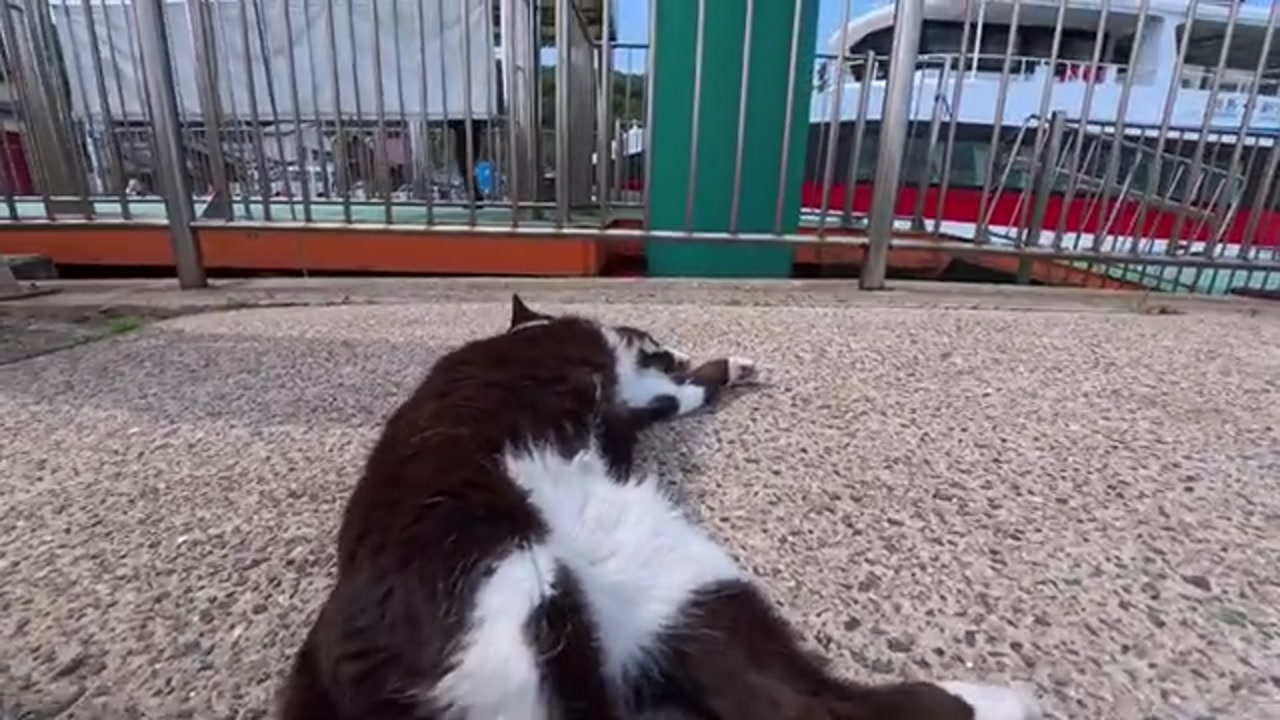 撫でられて喜ぶハチワレ猫