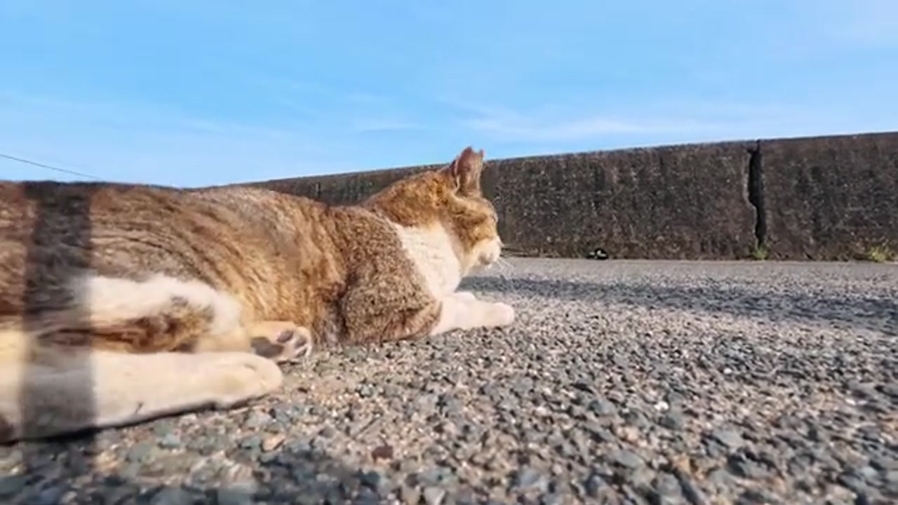 島の床屋前にいるのら猫