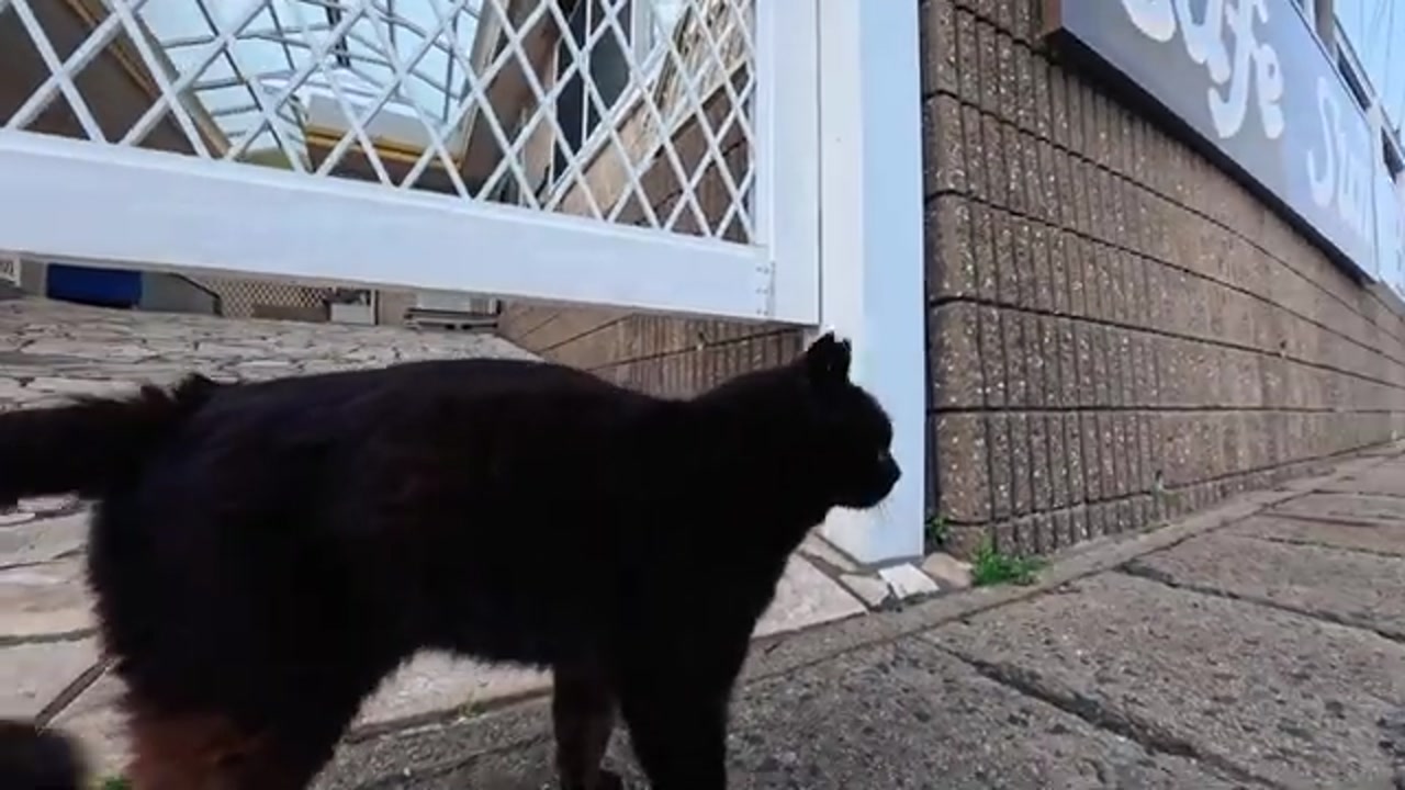 道端の黒猫の佇まい