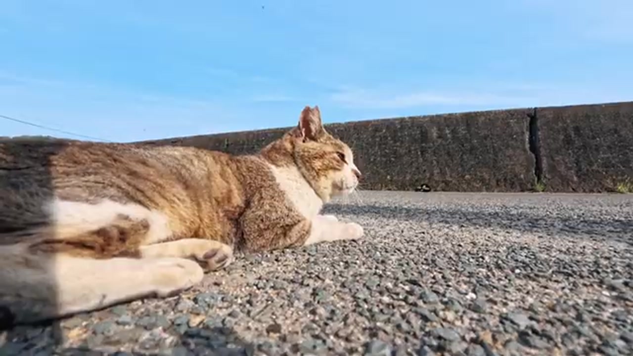島で出会ったのら猫