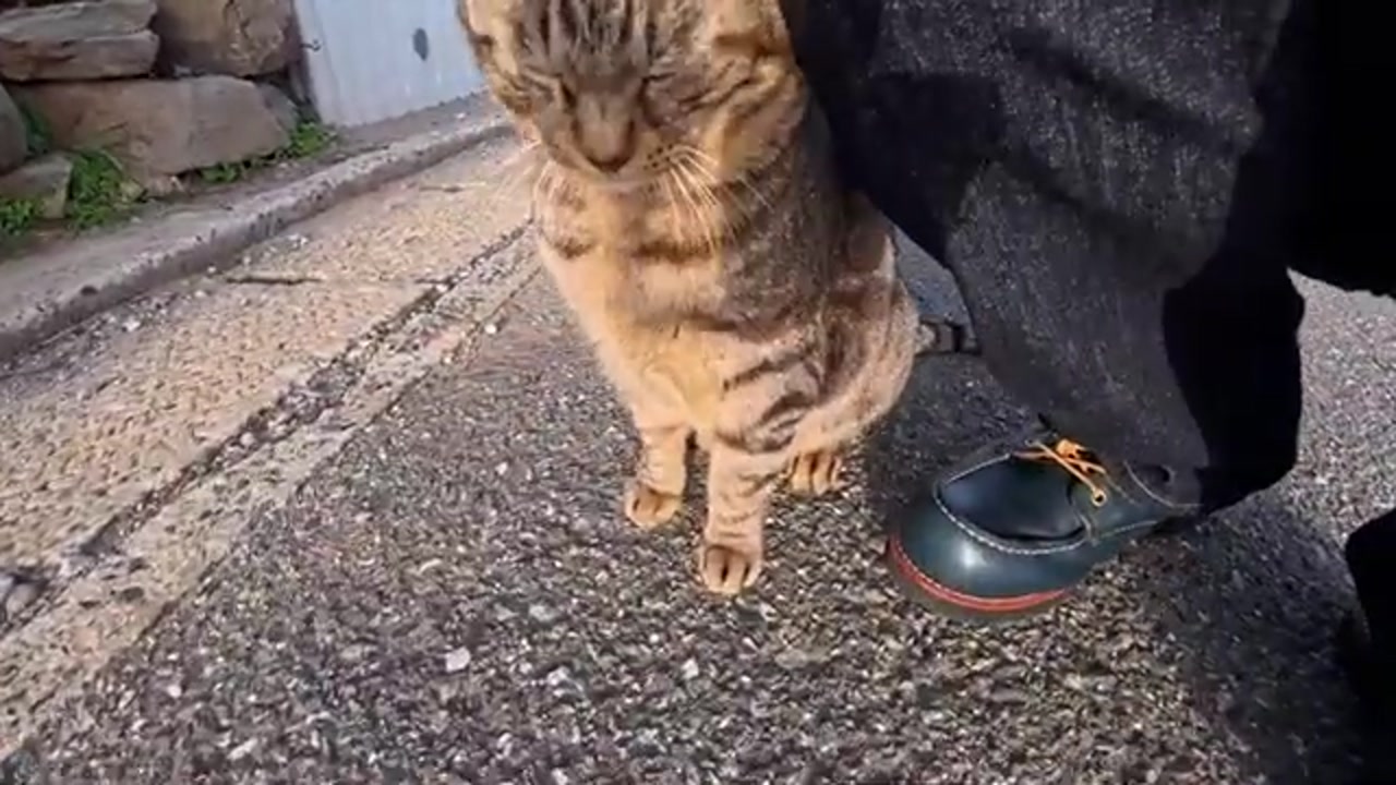 足元にスリスリするのら猫
