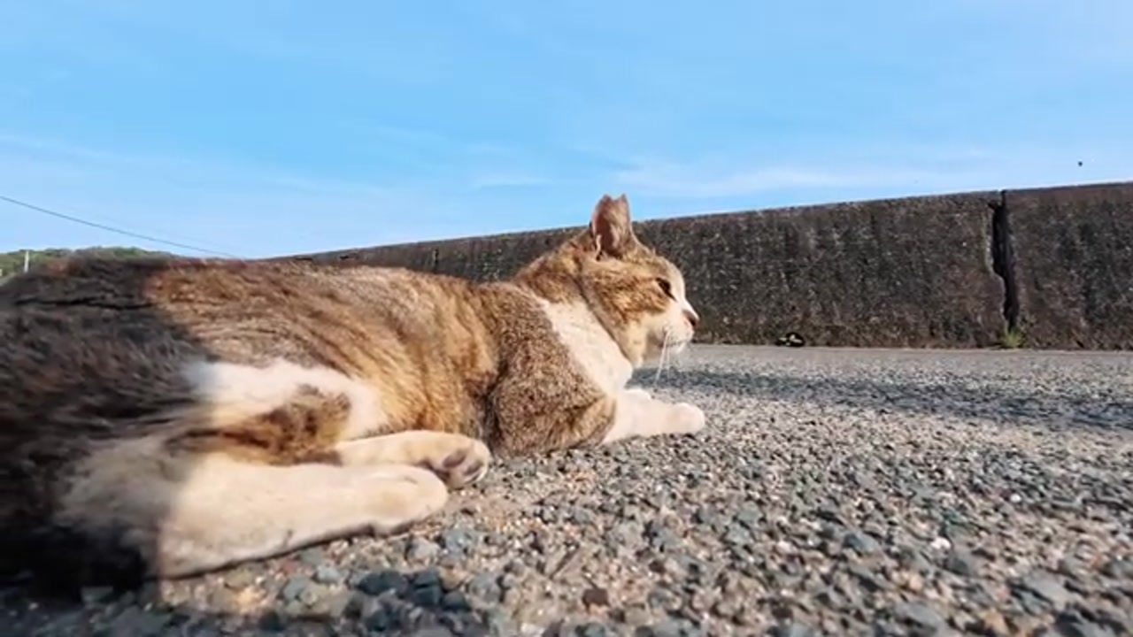 床屋前で甘えるのら猫